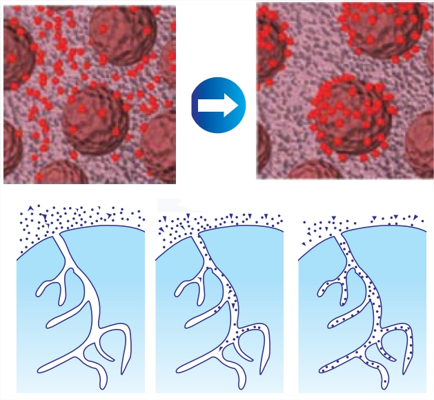 Absorption mechanism - Hemoperfusion Cartridge