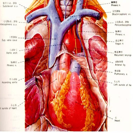 Jugular puncture site - Central venous catheter placement