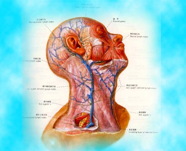 Subclavian puncture site - Central venous catheter placement