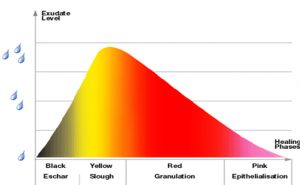 Exudate level during time scheme